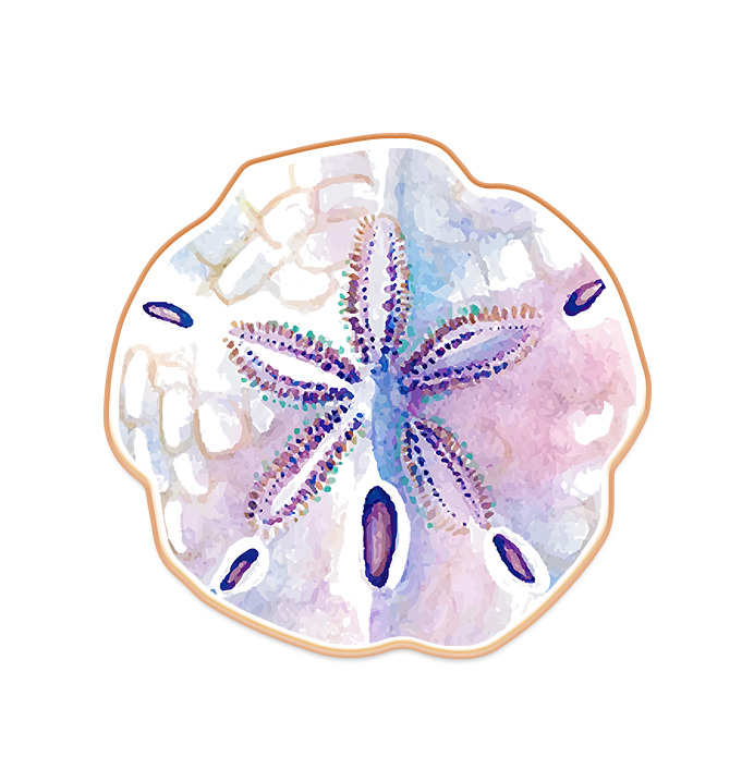 Sand Dollar Cookies